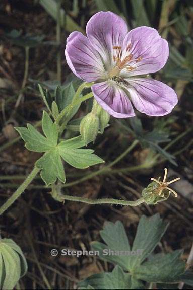 geranium californicum 1 graphic